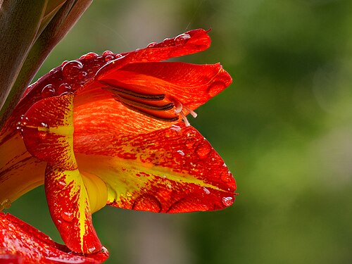 Gladioli Gladdies Trio