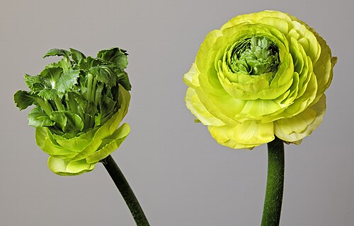 Ranunculus Mixed