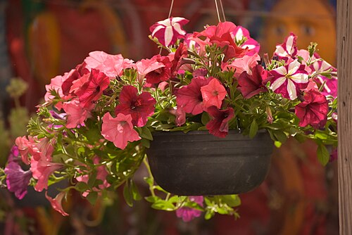 Red Basket Collection